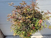 Japanse esdoorn stam - acer shaina - hoogte ca. 120cm - afbeelding 4 van  4