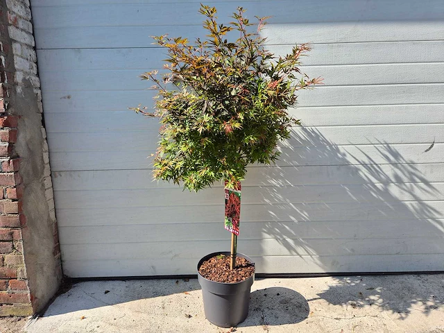 Japanse esdoorn stam - acer shaina - hoogte ca. 120cm - afbeelding 1 van  4