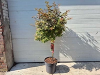 Japanse esdoorn stam - acer shaina - hoogte ca. 120cm - afbeelding 1 van  4