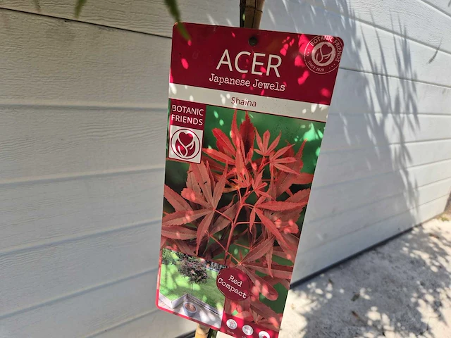 Japanse esdoorn stam - acer shaina - hoogte ca. 120cm - afbeelding 2 van  4