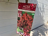 Japanse esdoorn stam - acer shaina - hoogte ca. 120cm - afbeelding 2 van  4
