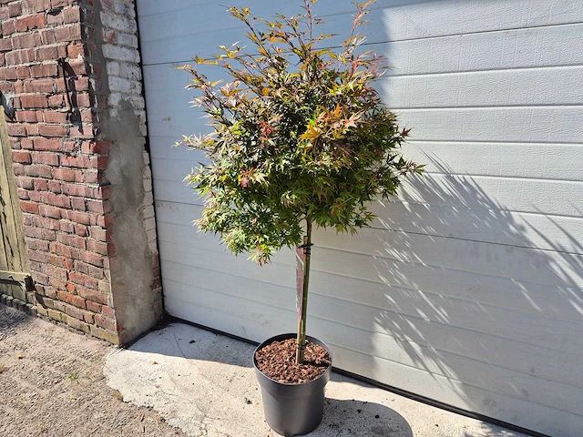 Japanse esdoorn stam - acer shaina - hoogte ca. 120cm - afbeelding 3 van  4