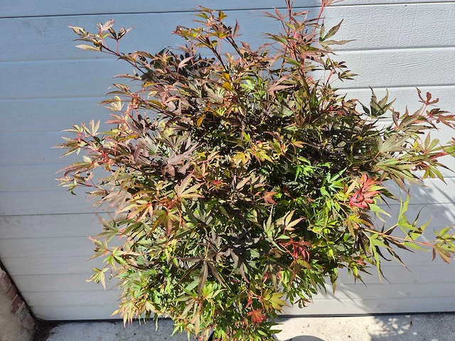 Japanse esdoorn stam - acer shaina - hoogte ca. 120cm - afbeelding 4 van  4