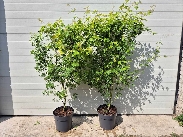 Japanse esdoorn struik xl - acer bi hoo - hoogte ca. 120cm (2x) - afbeelding 1 van  5