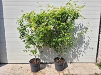 Japanse esdoorn struik xl - acer bi hoo - hoogte ca. 120cm (2x) - afbeelding 1 van  5