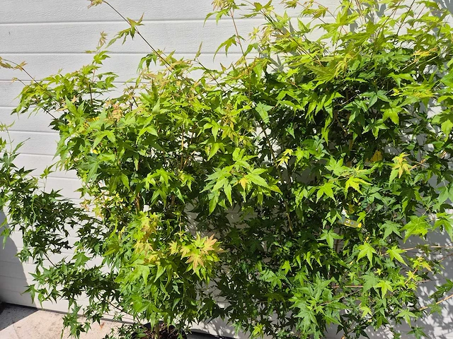 Japanse esdoorn struik xl - acer bi hoo - hoogte ca. 120cm (2x) - afbeelding 2 van  5