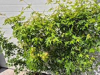 Japanse esdoorn struik xl - acer bi hoo - hoogte ca. 120cm (2x) - afbeelding 2 van  5