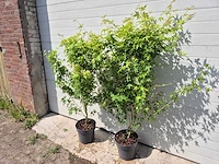 Japanse esdoorn struik xl - acer bi hoo - hoogte ca. 120cm (2x) - afbeelding 3 van  5