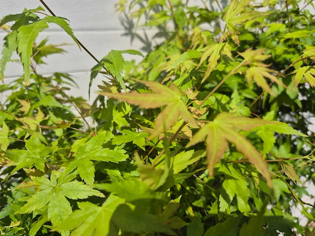 Japanse esdoorn struik xl - acer bi hoo - hoogte ca. 120cm (2x) - afbeelding 4 van  5