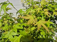 Japanse esdoorn struik xl - acer bi hoo - hoogte ca. 120cm (2x) - afbeelding 4 van  5