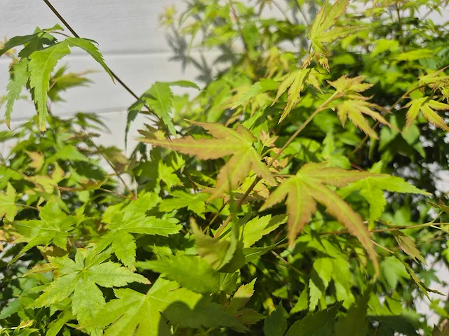 Japanse esdoorn struik xl - acer bi hoo - hoogte ca. 120cm (2x) - afbeelding 5 van  5