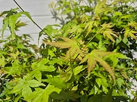 Japanse esdoorn struik xl - acer bi hoo - hoogte ca. 120cm (2x) - afbeelding 5 van  5