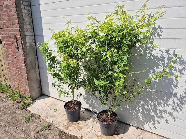 Japanse esdoorn struik xl - acer bi hoo - hoogte ca. 120cm (2x) - afbeelding 3 van  5