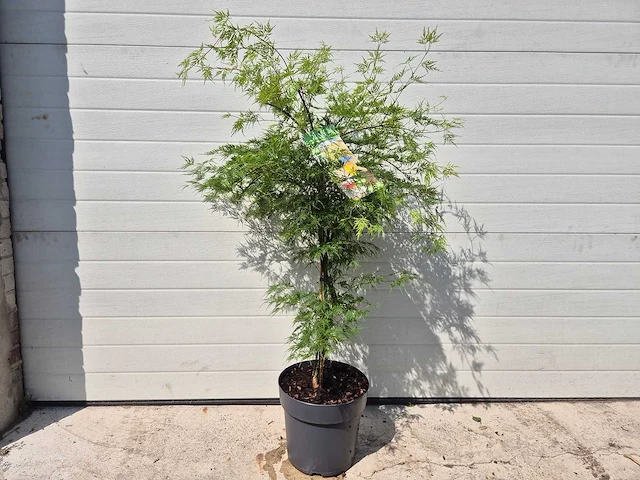 Japanse esdoorn struik xl - acer emerald lace - hoogte ca. 120cm - afbeelding 1 van  4
