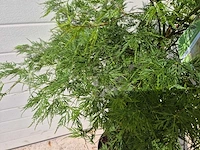 Japanse esdoorn struik xl - acer emerald lace - hoogte ca. 120cm - afbeelding 2 van  4
