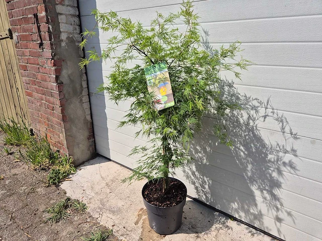 Japanse esdoorn struik xl - acer emerald lace - hoogte ca. 120cm - afbeelding 3 van  4