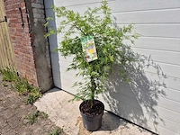 Japanse esdoorn struik xl - acer emerald lace - hoogte ca. 120cm - afbeelding 3 van  4