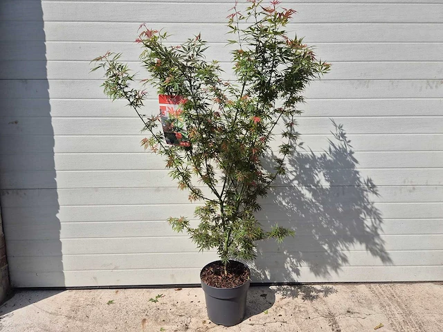 Japanse esdoorn struik xl - acer jerre schwartz - hoogte ca. 130cm - afbeelding 1 van  4
