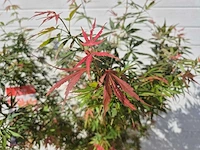 Japanse esdoorn struik xl - acer jerre schwartz - hoogte ca. 130cm - afbeelding 2 van  4