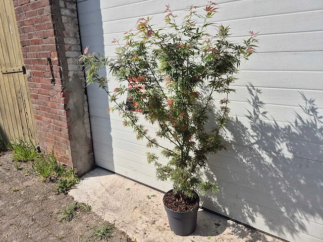 Japanse esdoorn struik xl - acer jerre schwartz - hoogte ca. 130cm - afbeelding 3 van  4