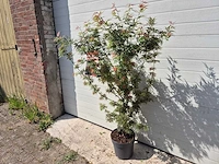 Japanse esdoorn struik xl - acer jerre schwartz - hoogte ca. 130cm - afbeelding 3 van  4