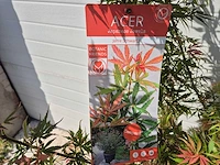 Japanse esdoorn struik xl - acer jerre schwartz - hoogte ca. 130cm - afbeelding 4 van  4