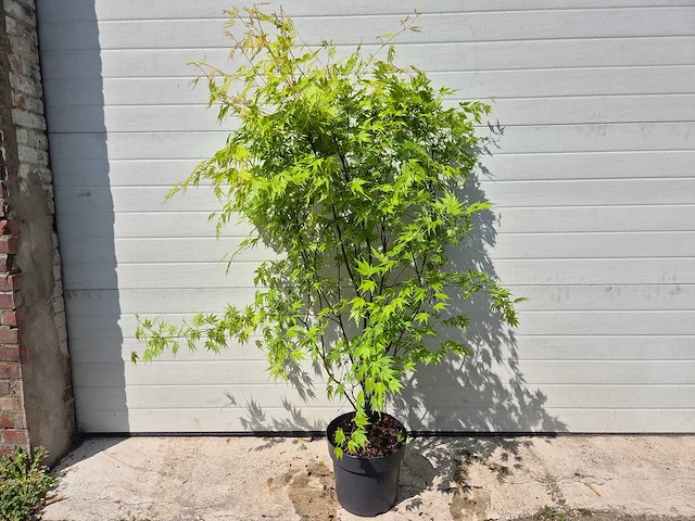 Japanse esdoorn struik xl - acer orange lace - hoogte ca. 130cm - afbeelding 1 van  4