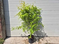 Japanse esdoorn struik xl - acer orange lace - hoogte ca. 130cm - afbeelding 1 van  4