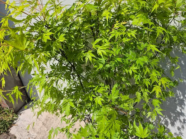 Japanse esdoorn struik xl - acer orange lace - hoogte ca. 130cm - afbeelding 2 van  4