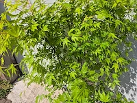 Japanse esdoorn struik xl - acer orange lace - hoogte ca. 130cm - afbeelding 2 van  4