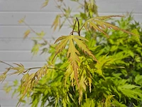 Japanse esdoorn struik xl - acer orange lace - hoogte ca. 130cm - afbeelding 3 van  4