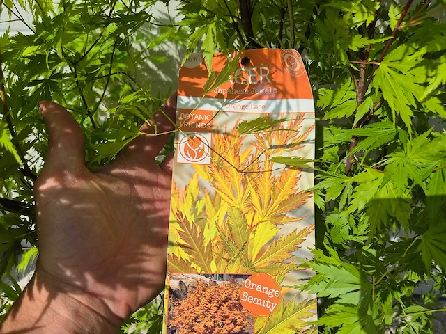 Japanse esdoorn struik xl - acer orange lace - hoogte ca. 130cm - afbeelding 4 van  4