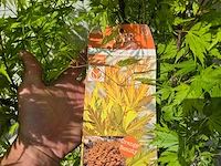 Japanse esdoorn struik xl - acer orange lace - hoogte ca. 130cm - afbeelding 4 van  4
