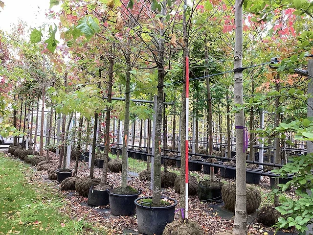 Japanse keizereik - parkboom - afbeelding 1 van  4