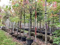 Japanse keizereik - parkboom - afbeelding 1 van  4