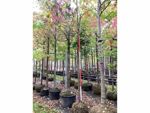Japanse keizereik - parkboom - afbeelding 2 van  4