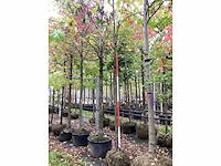 Japanse keizereik - parkboom - afbeelding 2 van  4