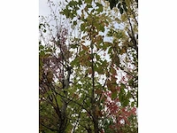 Japanse keizereik - parkboom - afbeelding 3 van  4