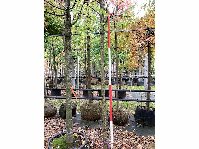 Japanse keizereik - parkboom - afbeelding 4 van  4