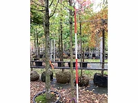 Japanse keizereik - parkboom - afbeelding 4 van  4