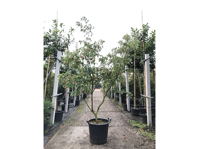 Japanse kornoelje cornus 'china girl', meerstammig, witte bloei, ca. 250 cm hoog - afbeelding 1 van  3
