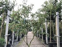 Japanse kornoelje cornus 'china girl', meerstammig, witte bloei, ca. 250 cm hoog - afbeelding 1 van  3