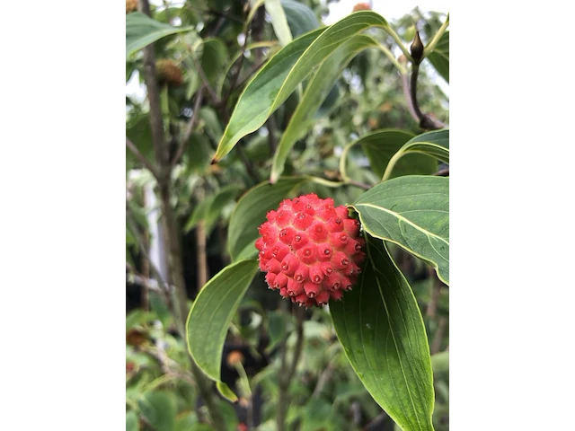 Japanse kornoelje cornus 'china girl', meerstammig, witte bloei, ca. 250 cm hoog - afbeelding 3 van  3