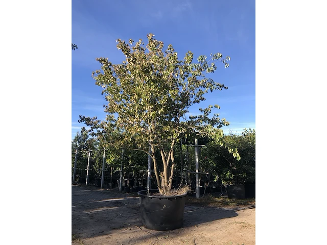 Japanse kornoelje cornus 'china girl', meerstammig, witte bloei, ca. 300 cm hoog - afbeelding 1 van  2