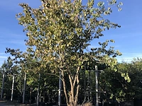 Japanse kornoelje cornus 'china girl', meerstammig, witte bloei, ca. 300 cm hoog - afbeelding 1 van  2