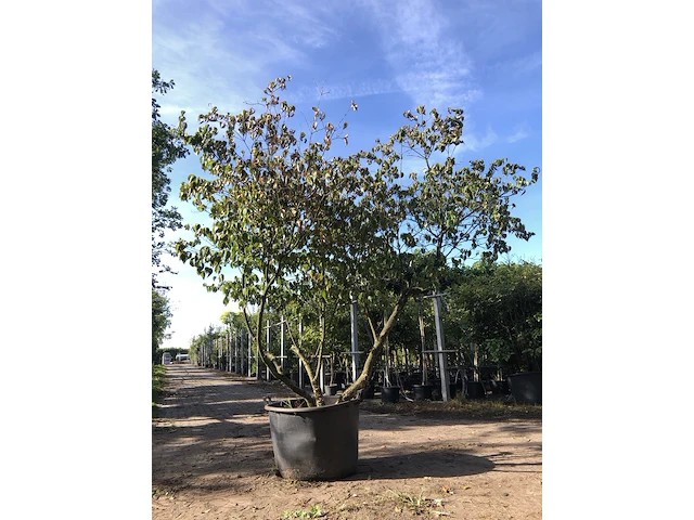Japanse kornoelje cornus kousa chinensis, meerstammig, witte bloei, ca. 250 cm - afbeelding 1 van  1