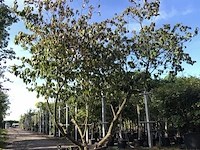 Japanse kornoelje cornus kousa chinensis, meerstammig, witte bloei, ca. 250 cm - afbeelding 1 van  1