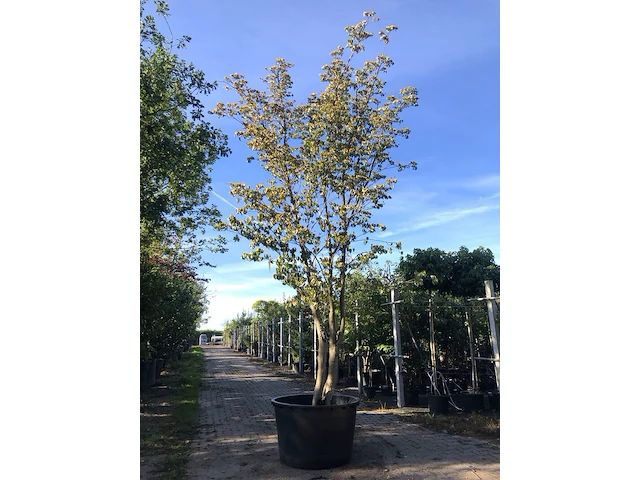Japanse kornoelje cornus kousa chinensis, meerstammig, witte bloei, ca. 450 cm hoog - afbeelding 1 van  2