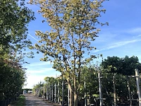 Japanse kornoelje cornus kousa chinensis, meerstammig, witte bloei, ca. 450 cm hoog - afbeelding 1 van  2
