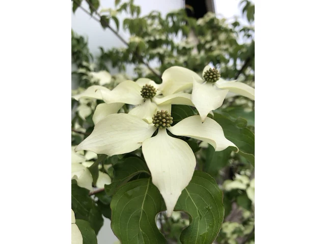 Japanse kornoelje cornus kousa chinensis, meerstammig, witte bloei, ca. 450 cm hoog - afbeelding 2 van  2
